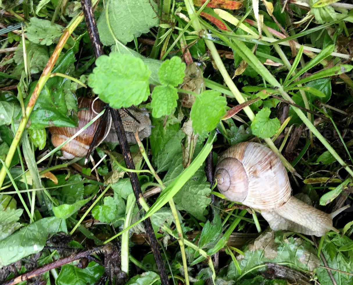 Big garden snail in shell crawling on wet road hurry home photo