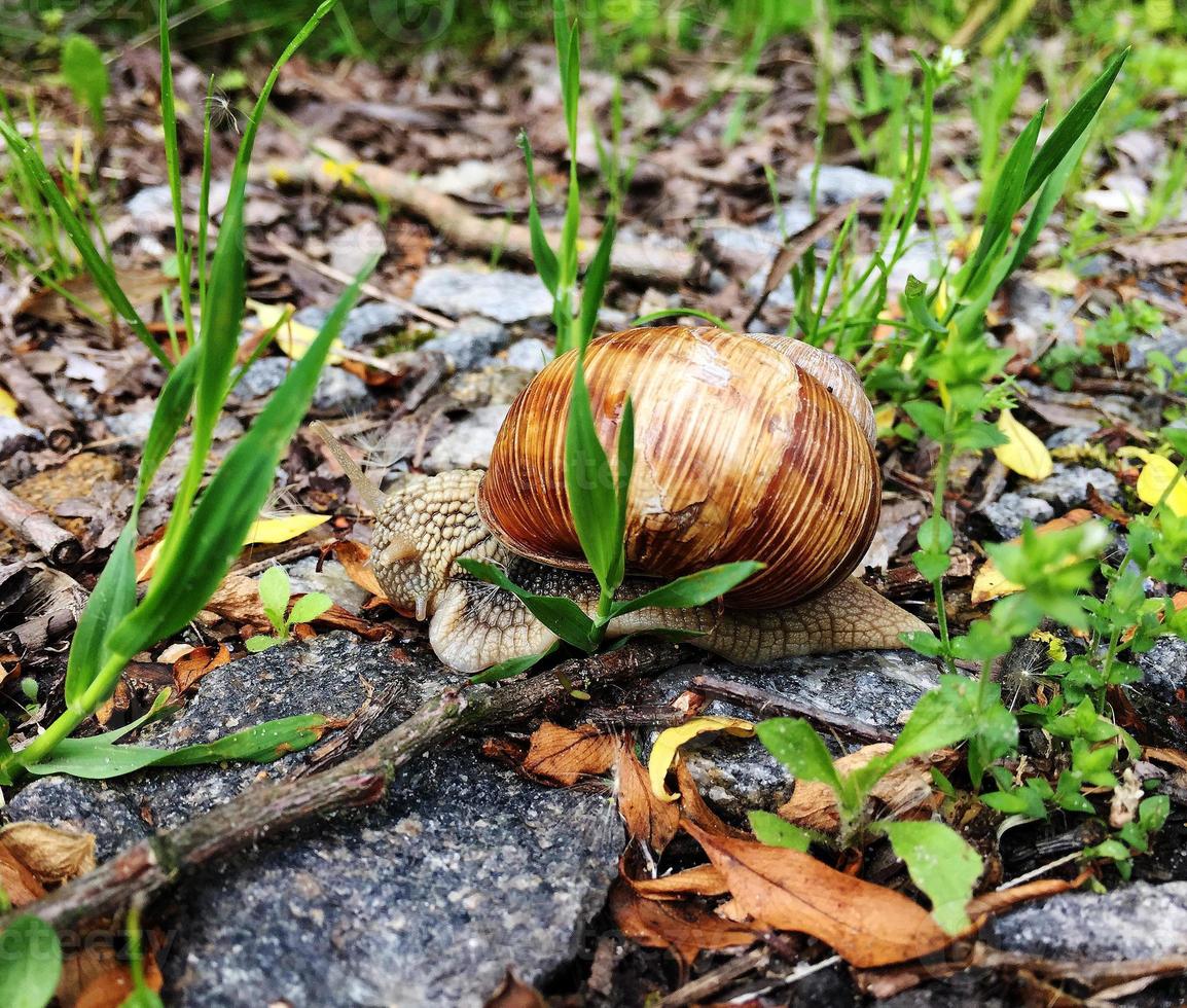 Caracol de jardín grande con concha arrastrándose por la carretera mojada date prisa en casa foto