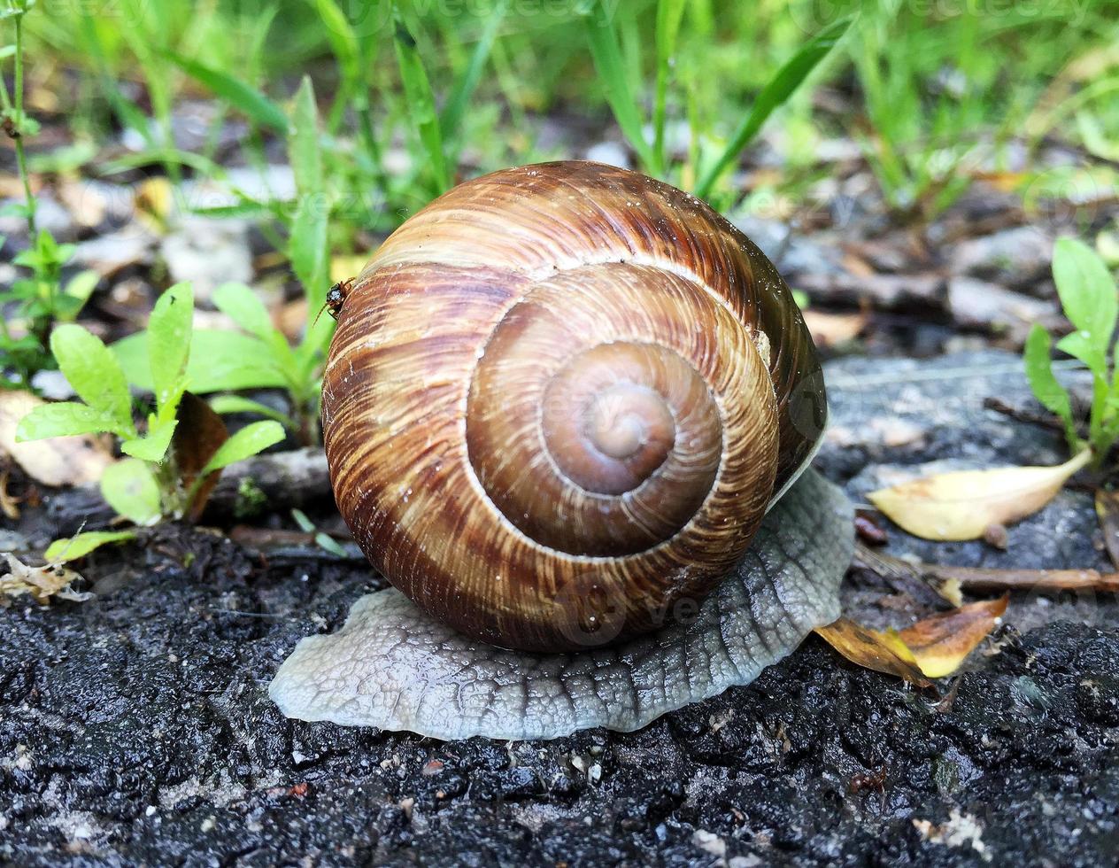 Caracol de jardín grande con concha arrastrándose por la carretera mojada date prisa en casa foto