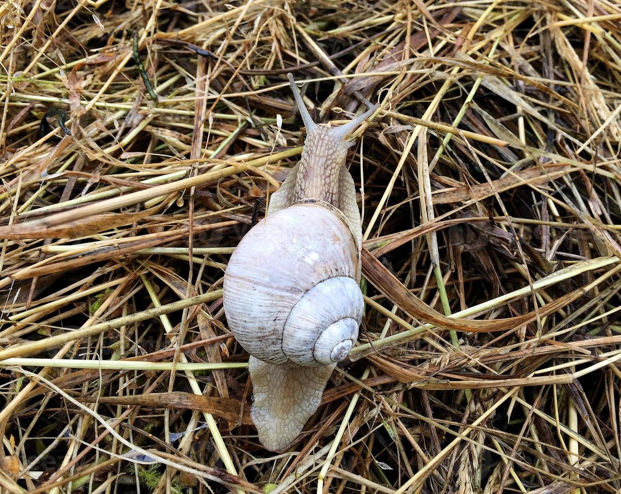 Caracol de jardín grande con concha arrastrándose por la carretera mojada date prisa en casa foto