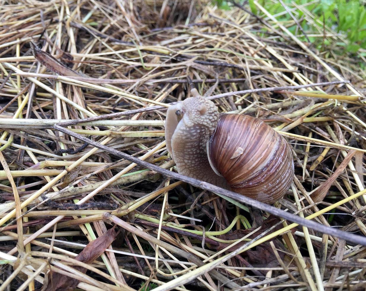 Big garden snail in shell crawling on wet road hurry home photo
