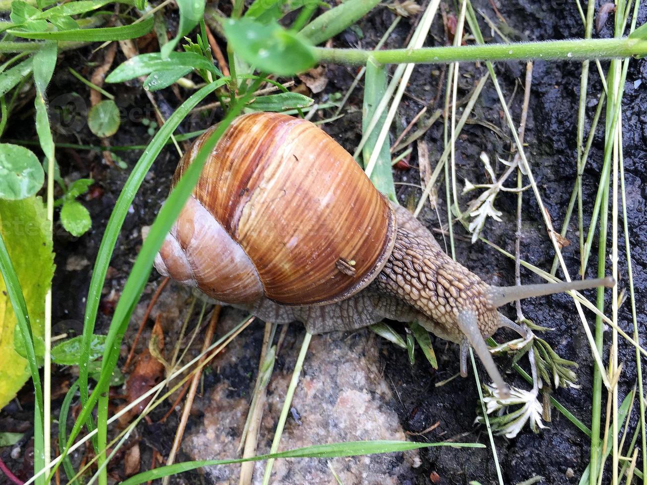 Caracol de jardín grande con concha arrastrándose por la carretera mojada date prisa en casa foto