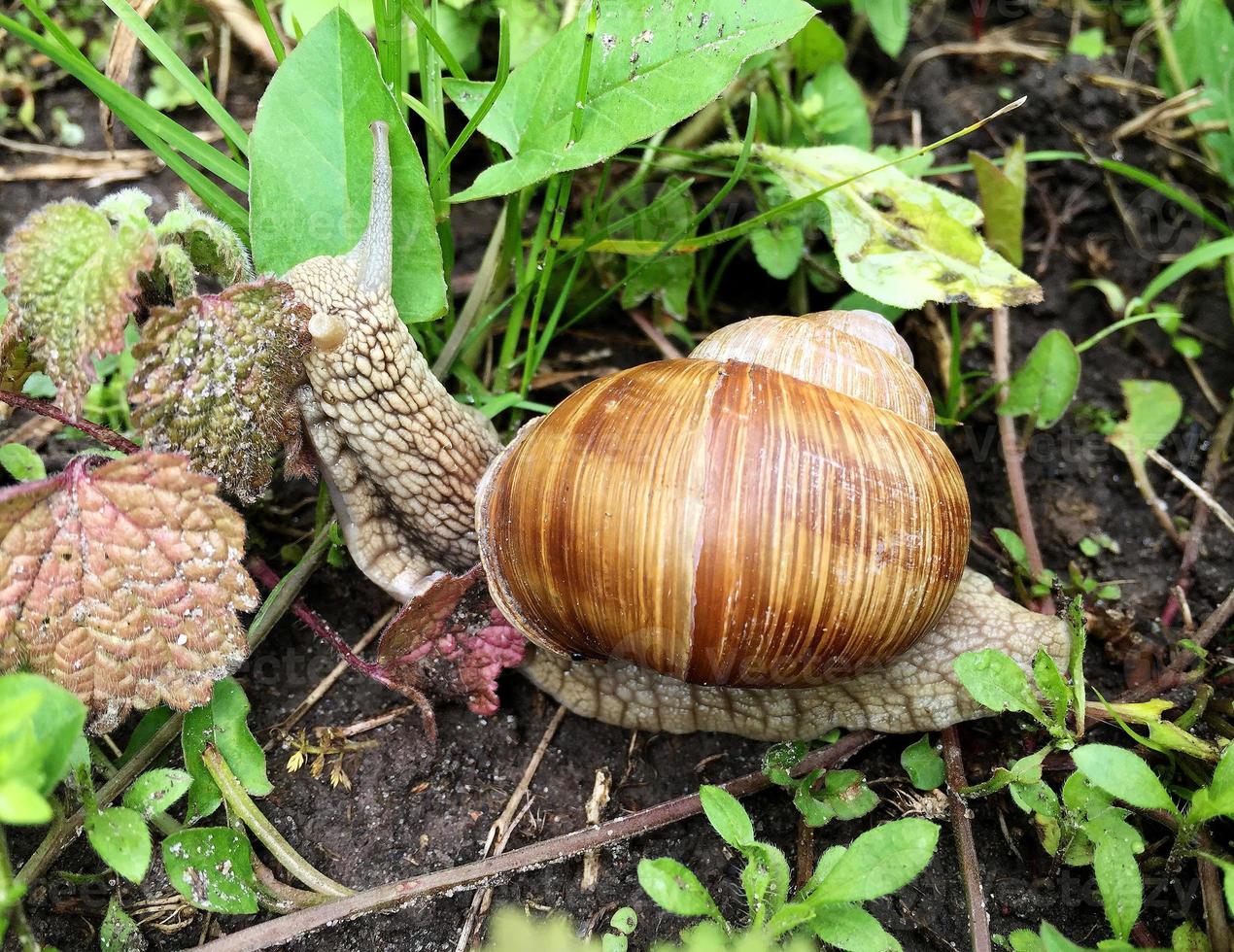 Big garden snail in shell crawling on wet road hurry home photo