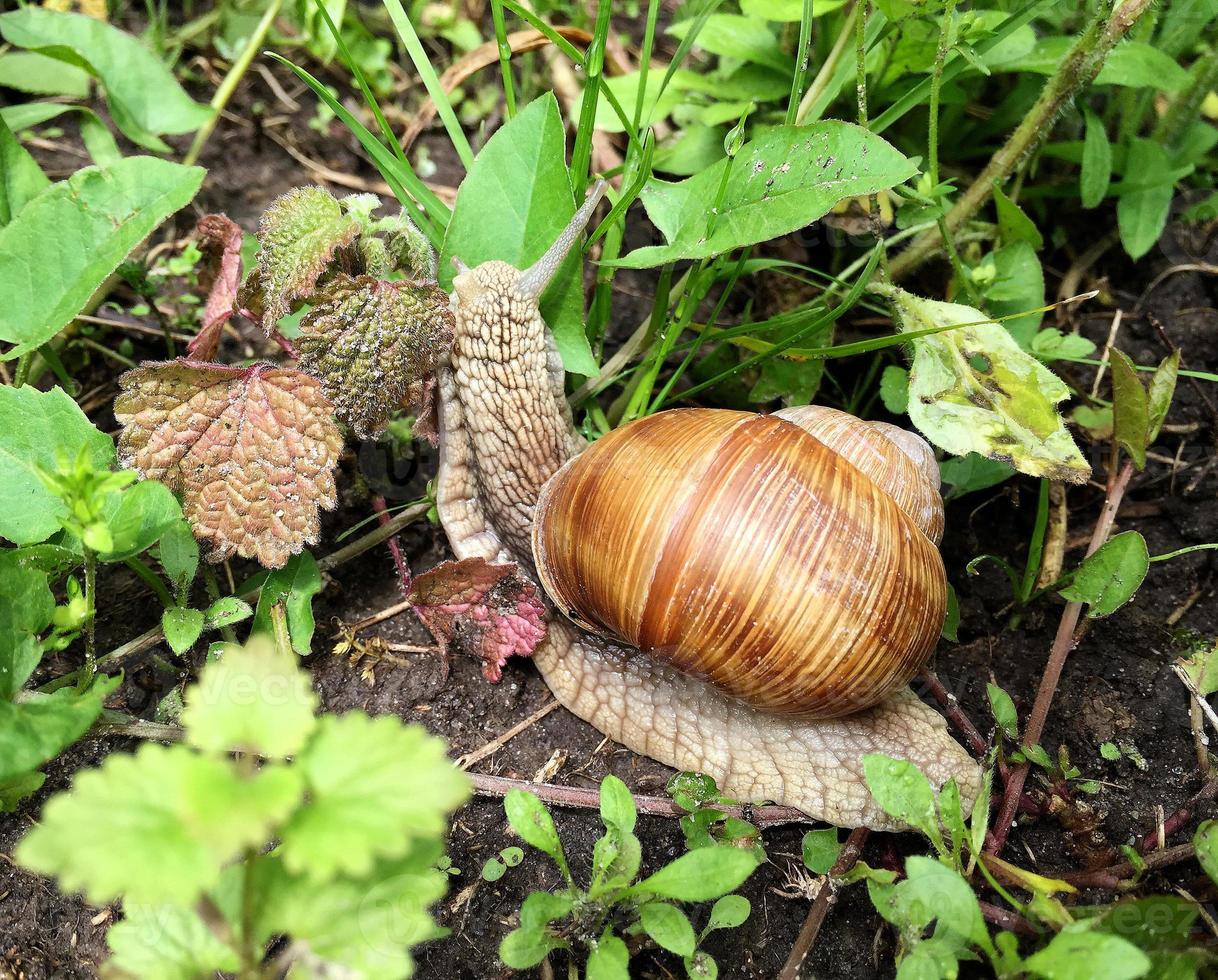 Big garden snail in shell crawling on wet road hurry home photo