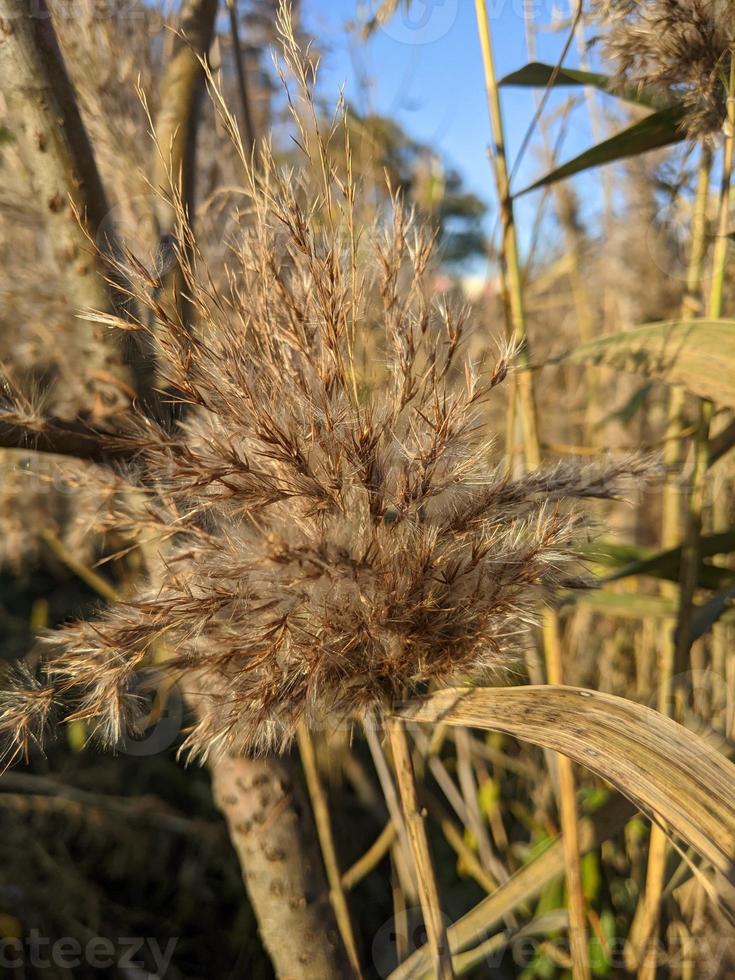 phragmites australis, conocida como la caña común foto