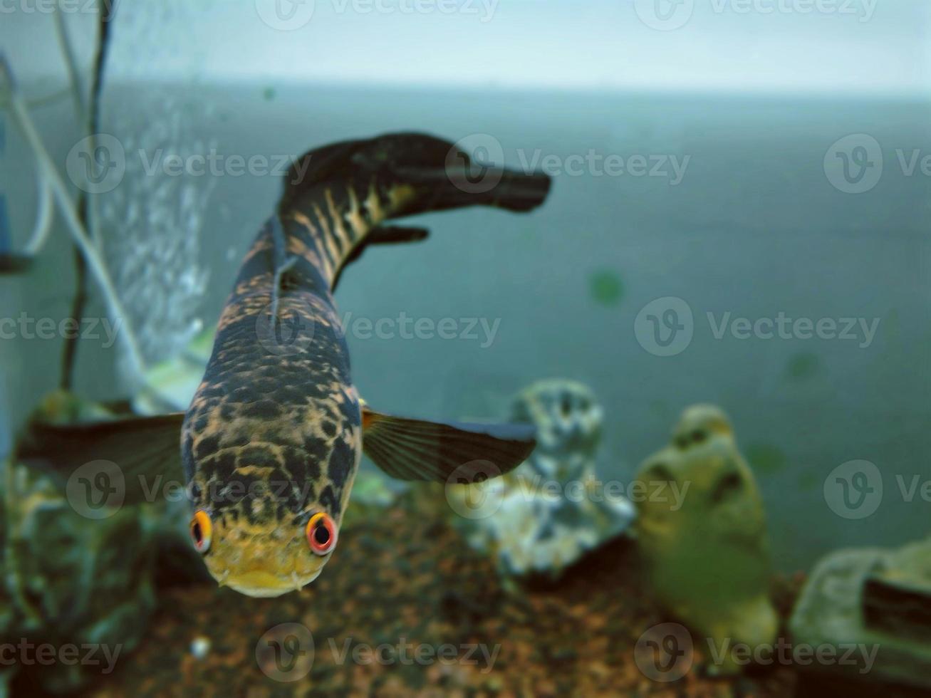 channa marulius bullseye snakehead o gran cabeza de serpiente foto