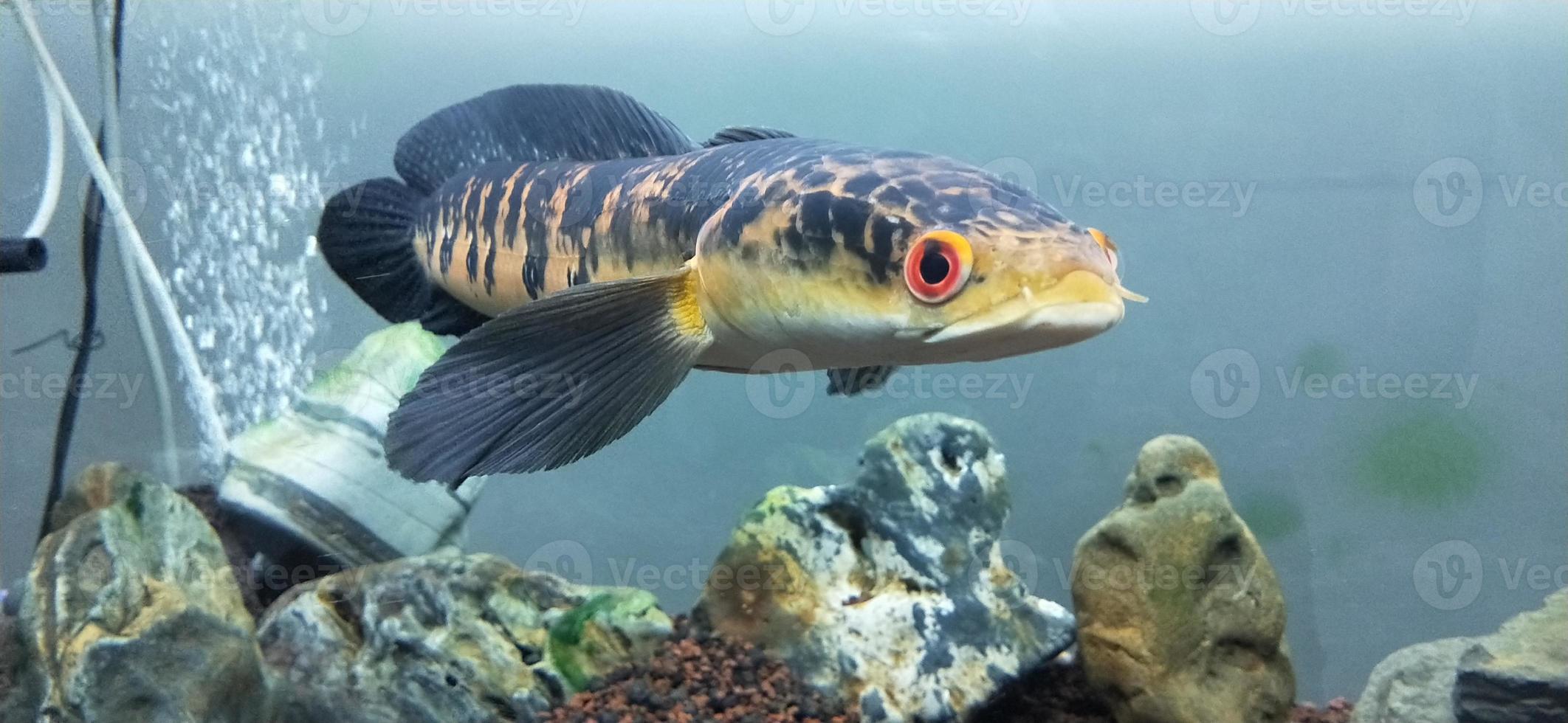 Channa marulius bullseye snakehead or great snakehead 4131031 Stock