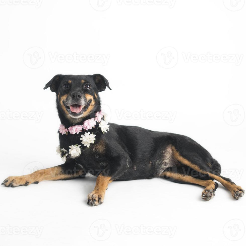 Feliz, curioso perro de raza mixta, aislado en un fondo blanco. foto