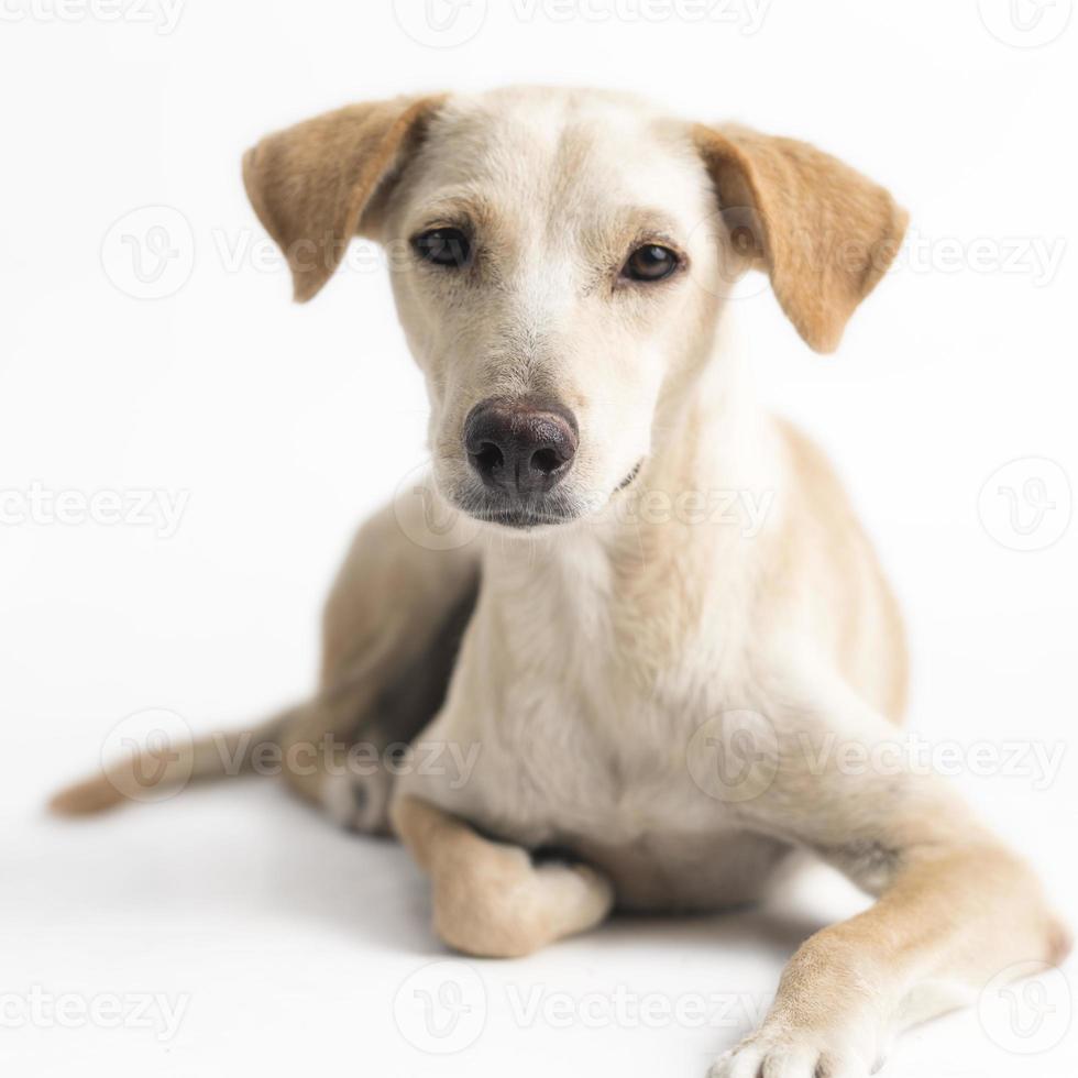 Feliz, curioso perro de raza mixta, aislado en un fondo blanco. foto