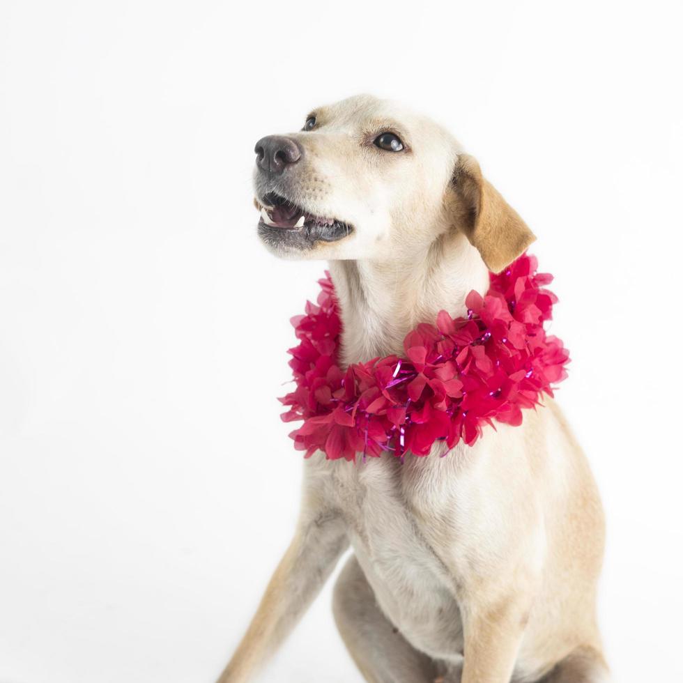 Feliz, curioso perro de raza mixta, aislado en un fondo blanco con un collar de flores foto