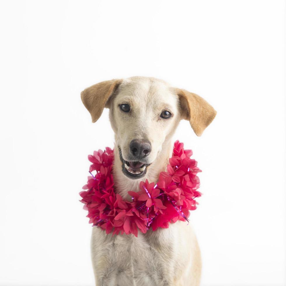 Feliz, curioso perro de raza mixta, aislado en un fondo blanco con un collar de flores foto