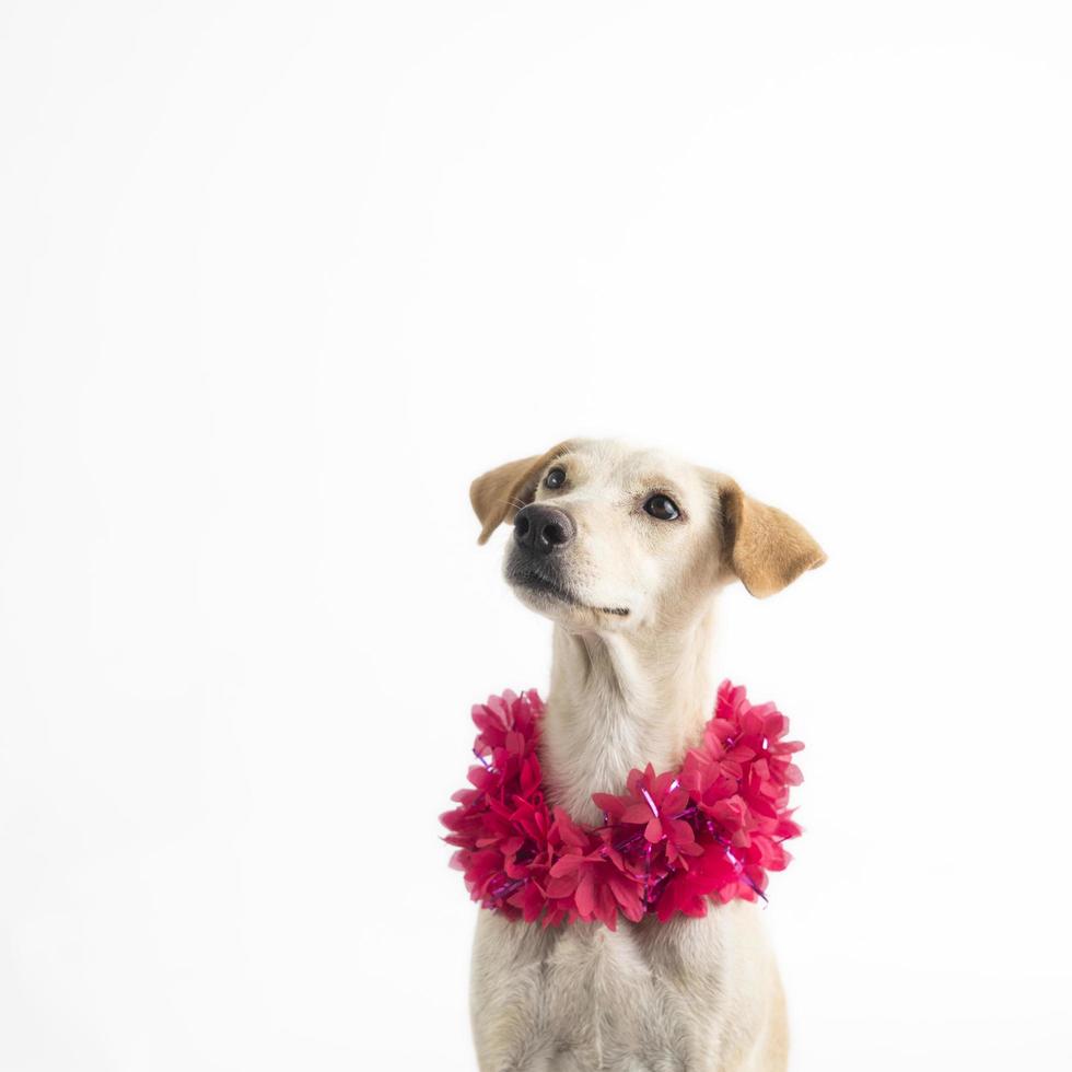 Feliz, curioso perro de raza mixta, aislado en un fondo blanco con un collar de flores foto