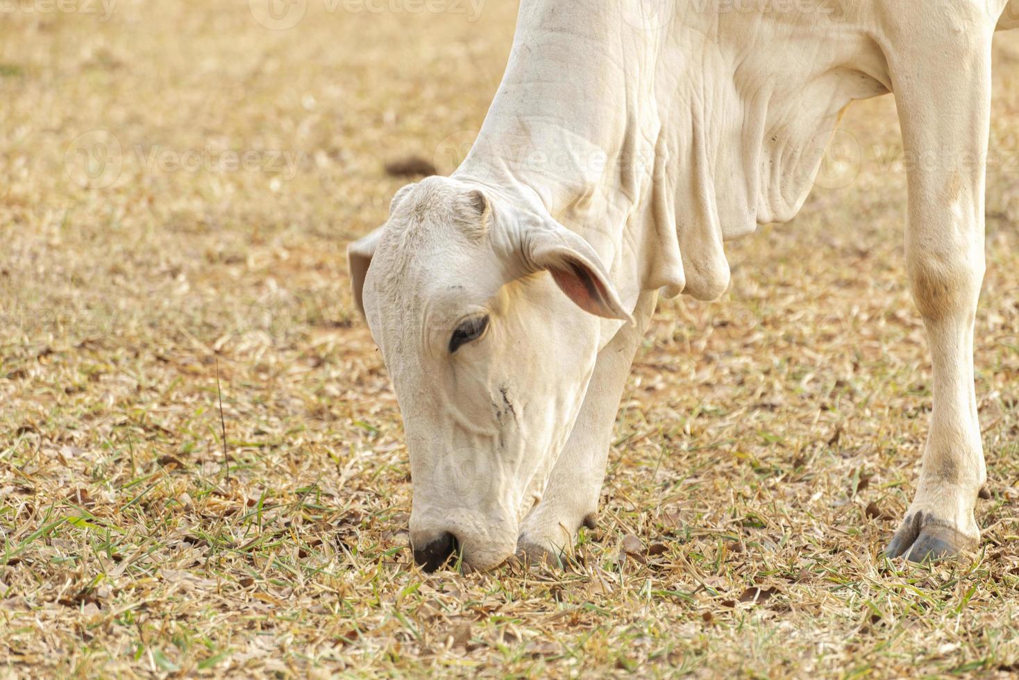 Cow eating grass in a farm pasture in the countryside of Brazil. photo