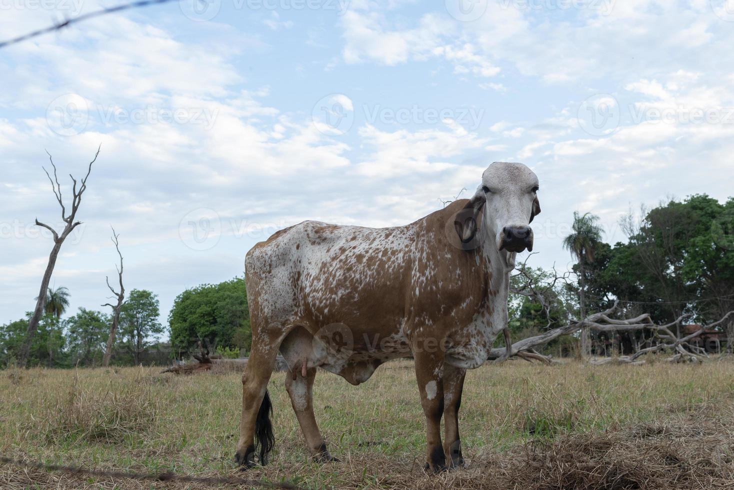 Gir vaca en una hermosa pradera brachiaria en la campiña de Brasil foto