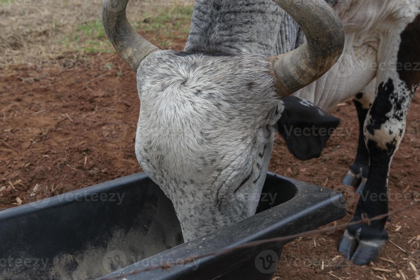 Gyr bull comiendo en un alimentador cerca de una valla de alambre de púas en una granja en Brasil foto