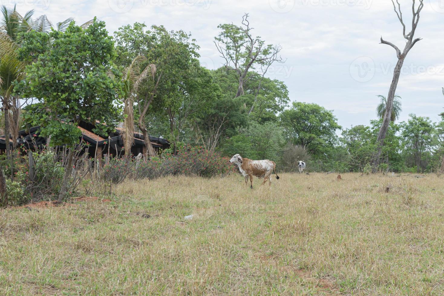 Gir cow in brachiaria pasture with dead and dry trees photo