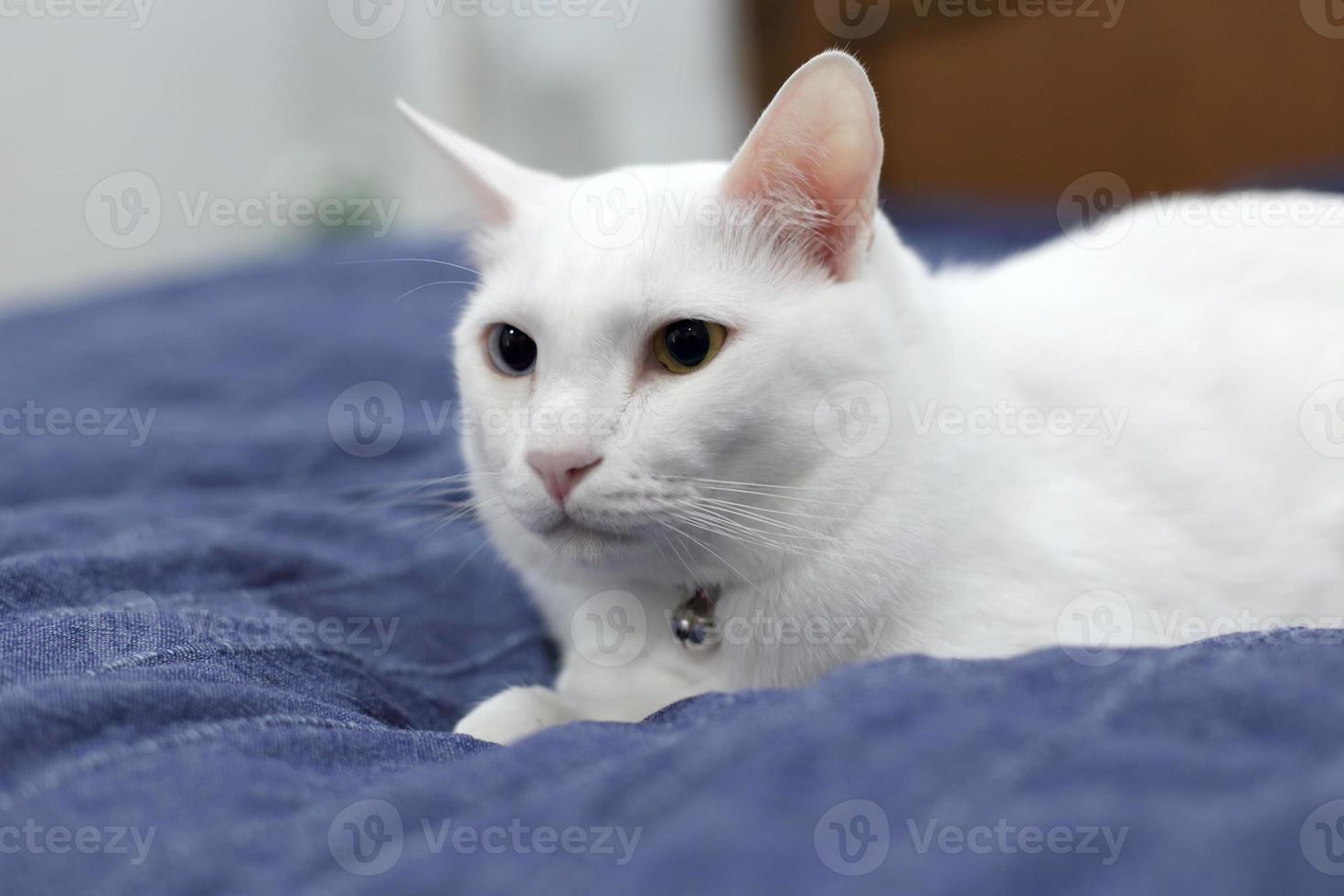 Cat in House photo