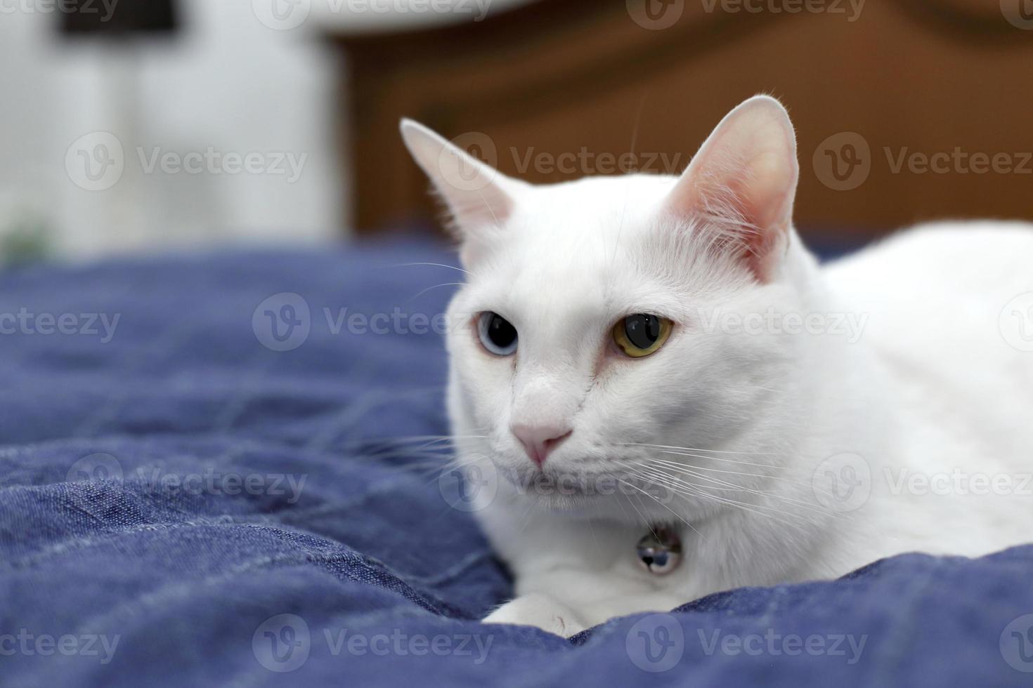 Cat in House photo
