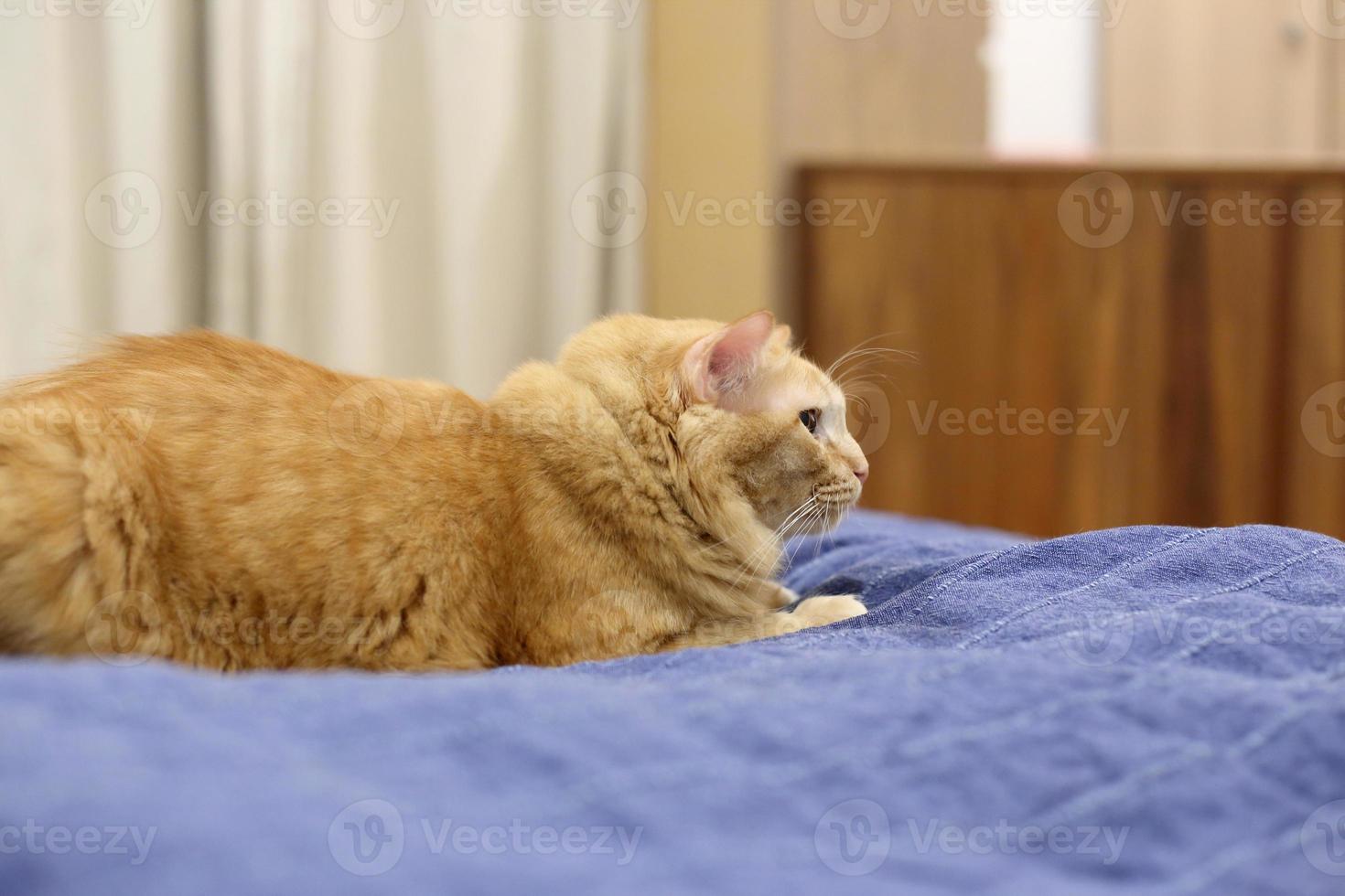 gato en casa foto