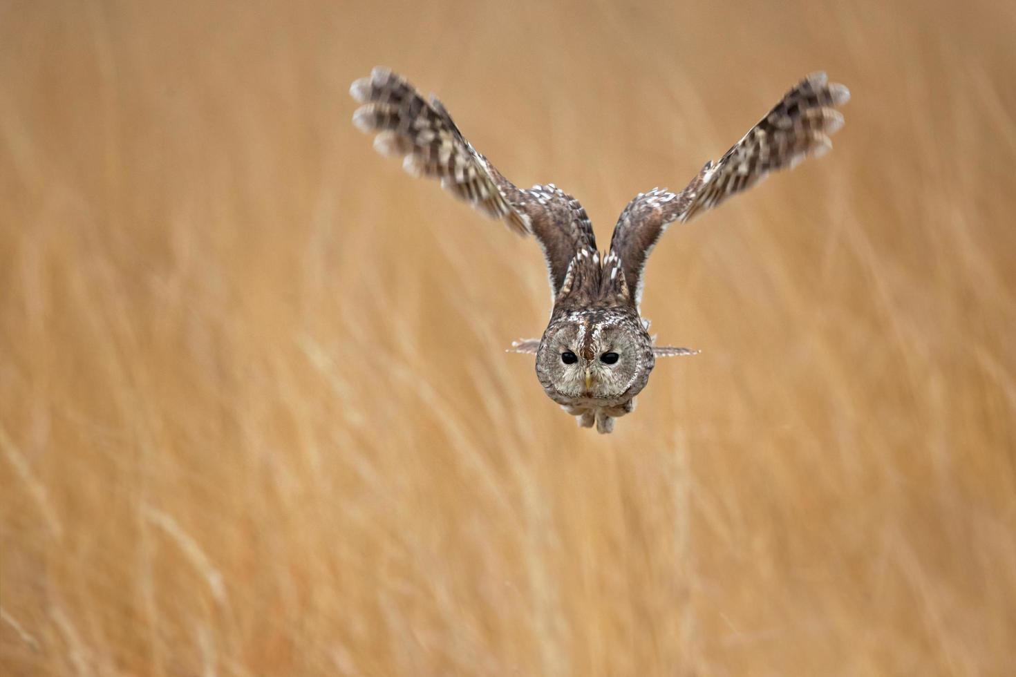 Tawny owl, Strix aluco photo