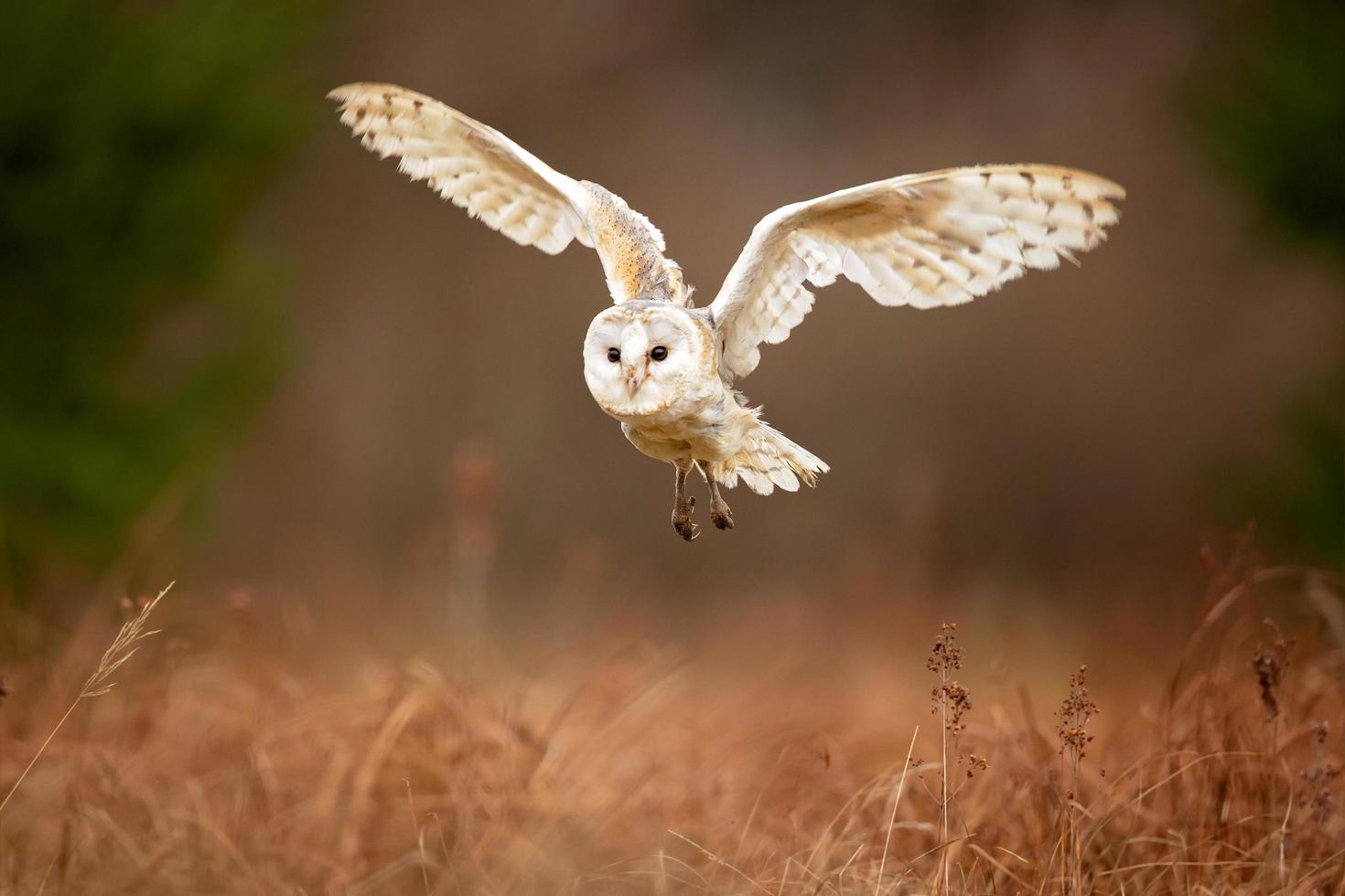 lechuza, tyto alba foto