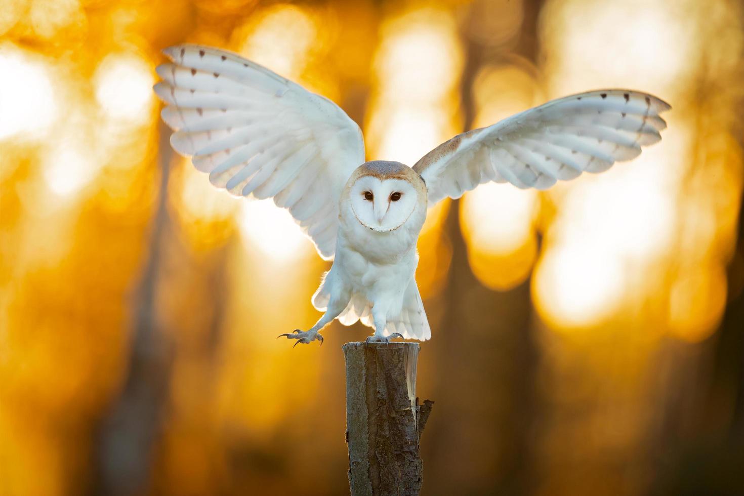 lechuza, tyto alba foto