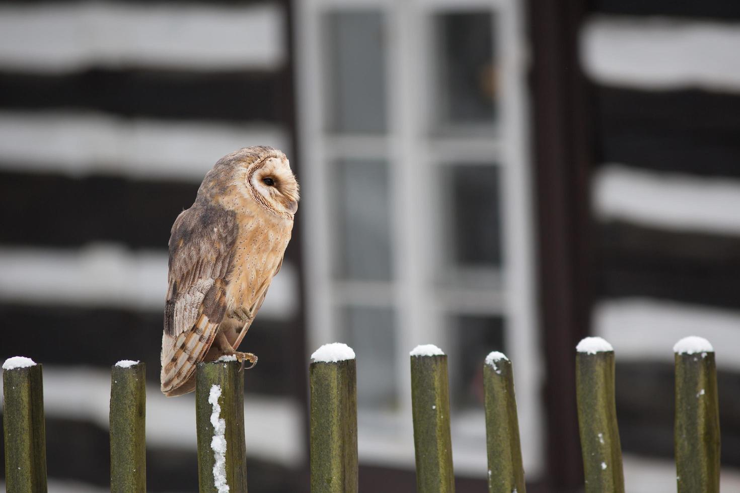 lechuza, tyto alba foto