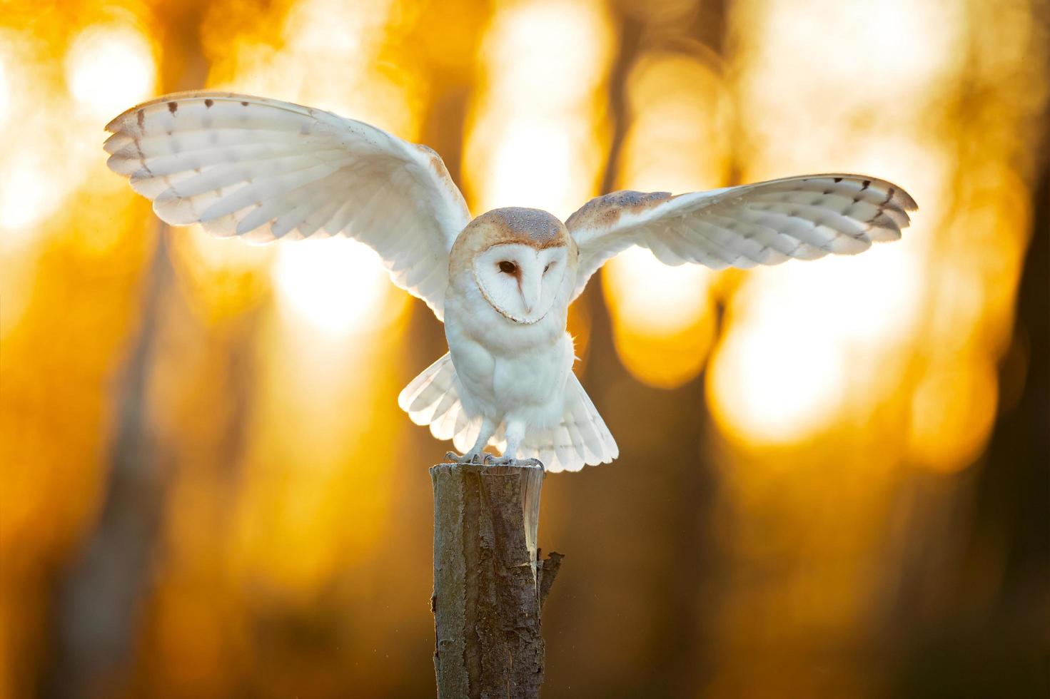 lechuza, tyto alba foto