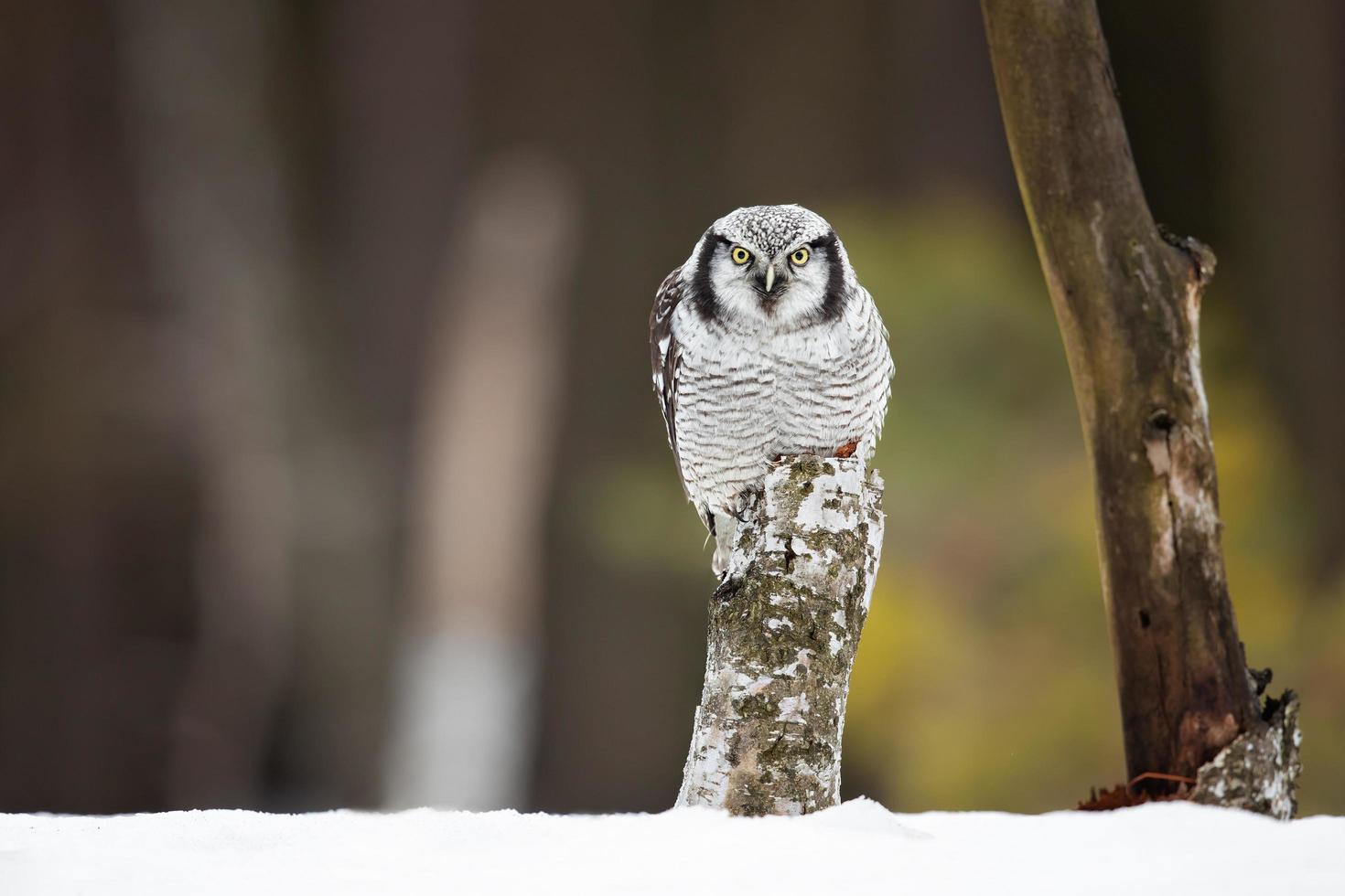 Northern hawk owl photo