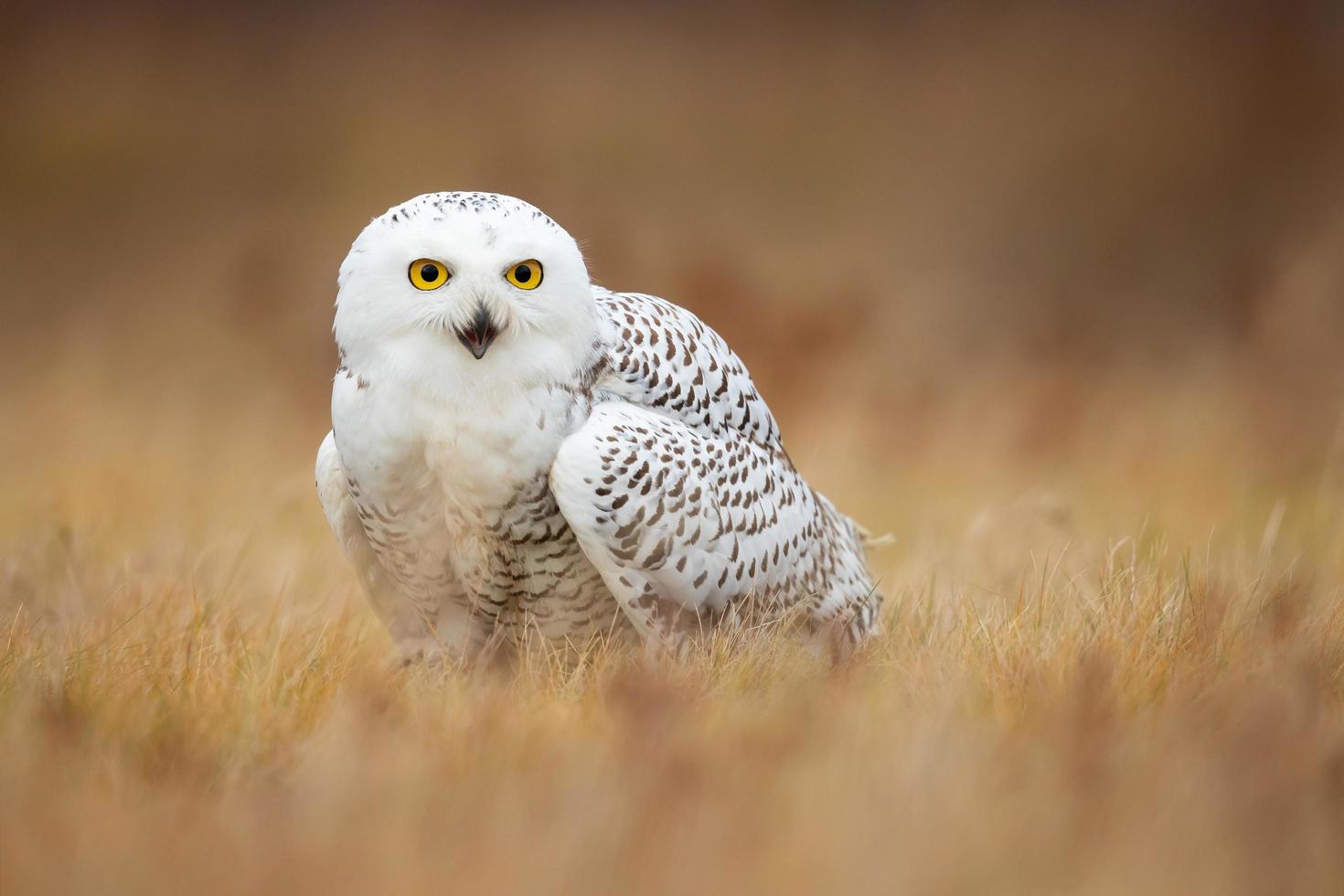 búho nival, bubo scandiacus foto