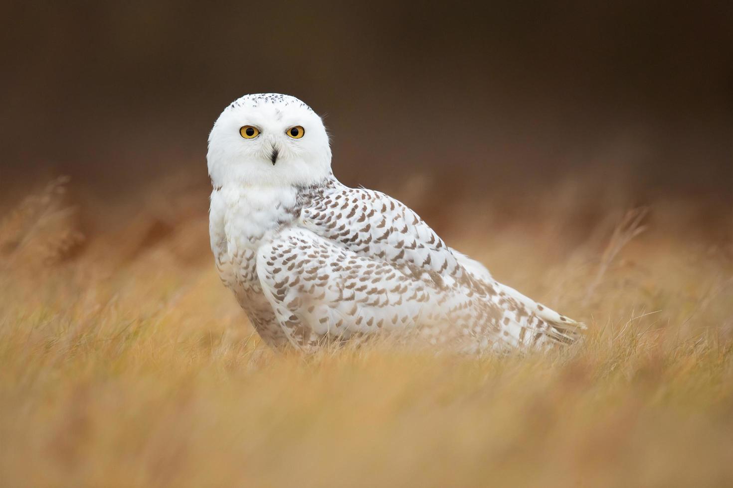 búho nival, bubo scandiacus foto