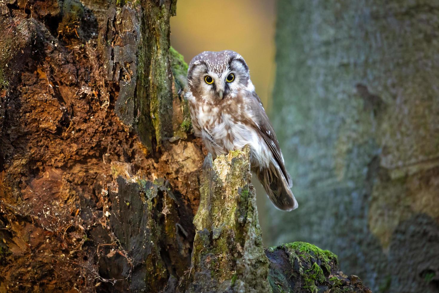 Boreal owl, Aegolius funereus photo