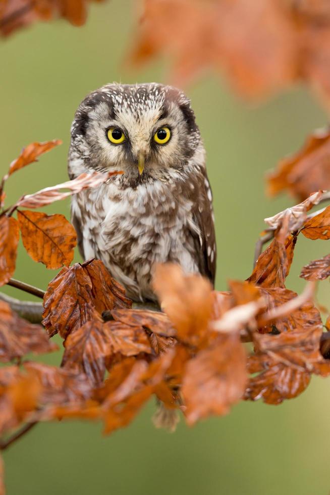 búho boreal, aegolius funereus foto