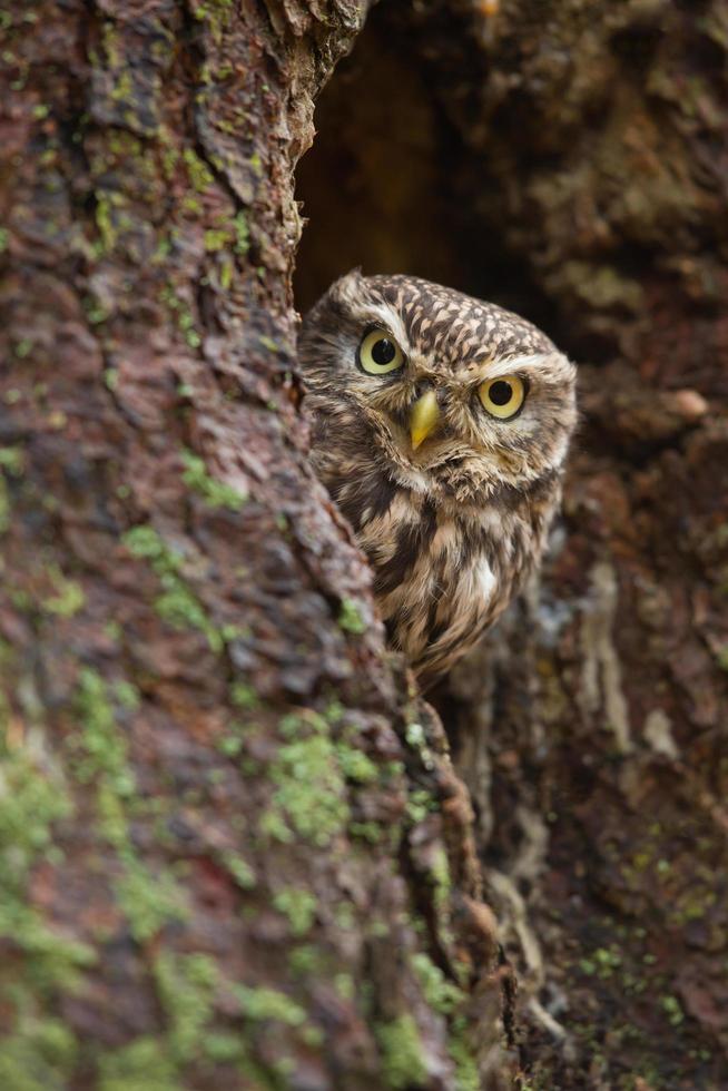 Little owl also known as the owl of Athena or owl of Minerva photo