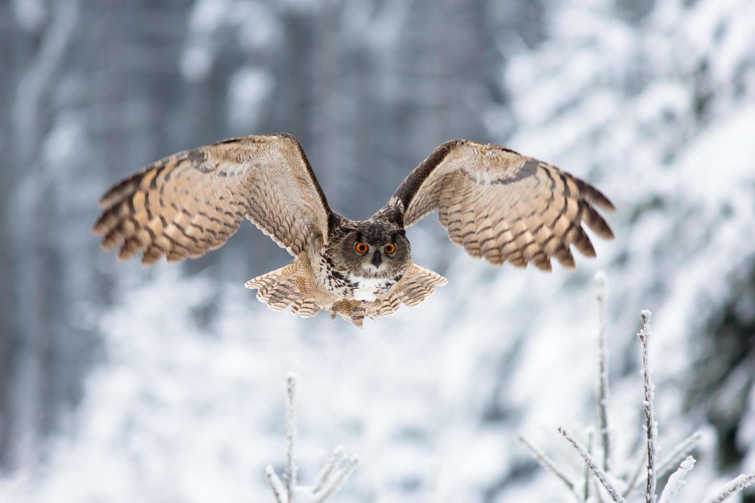 Eurasian eagle owl, Bubo Bubo photo