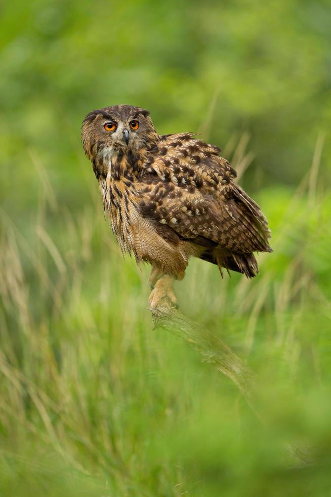 Eurasian eagle owl, Bubo Bubo photo