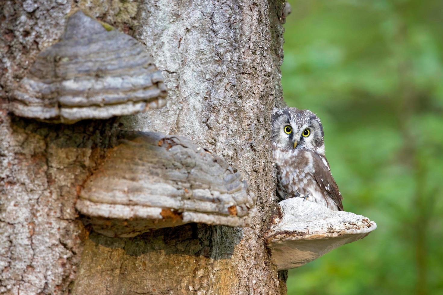 Boreal owl, Aegolius funereus photo