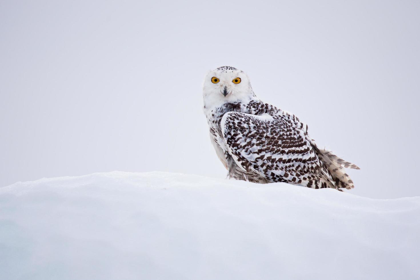 Snowy owl, Bubo scandiacus photo