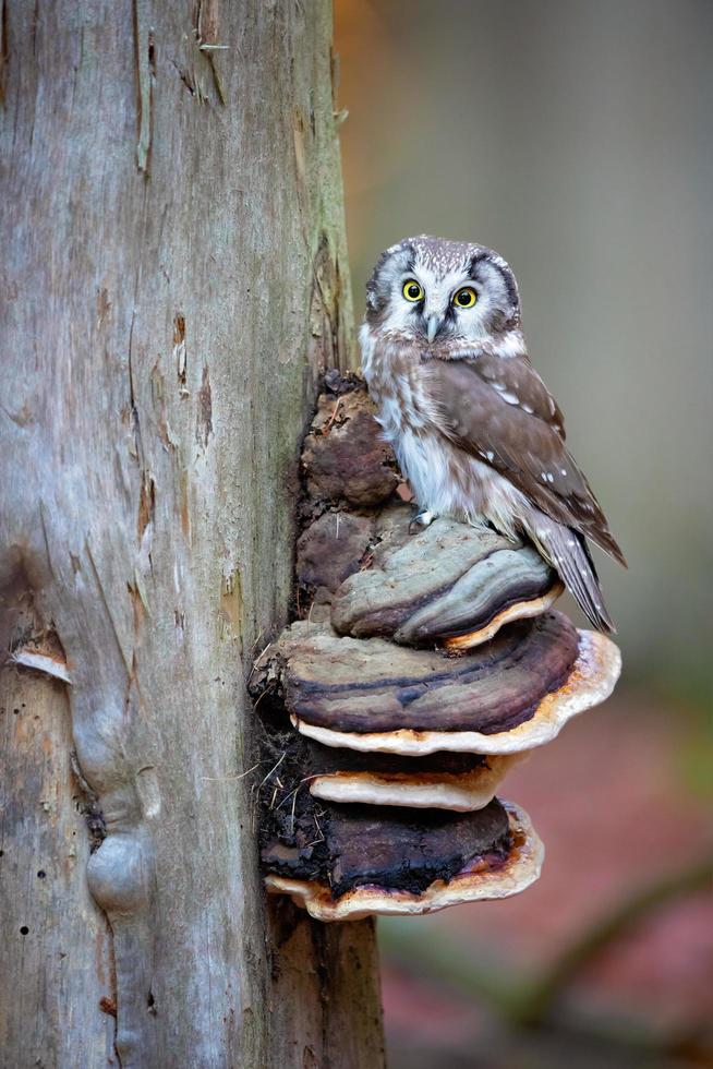 búho boreal, aegolius funereus foto