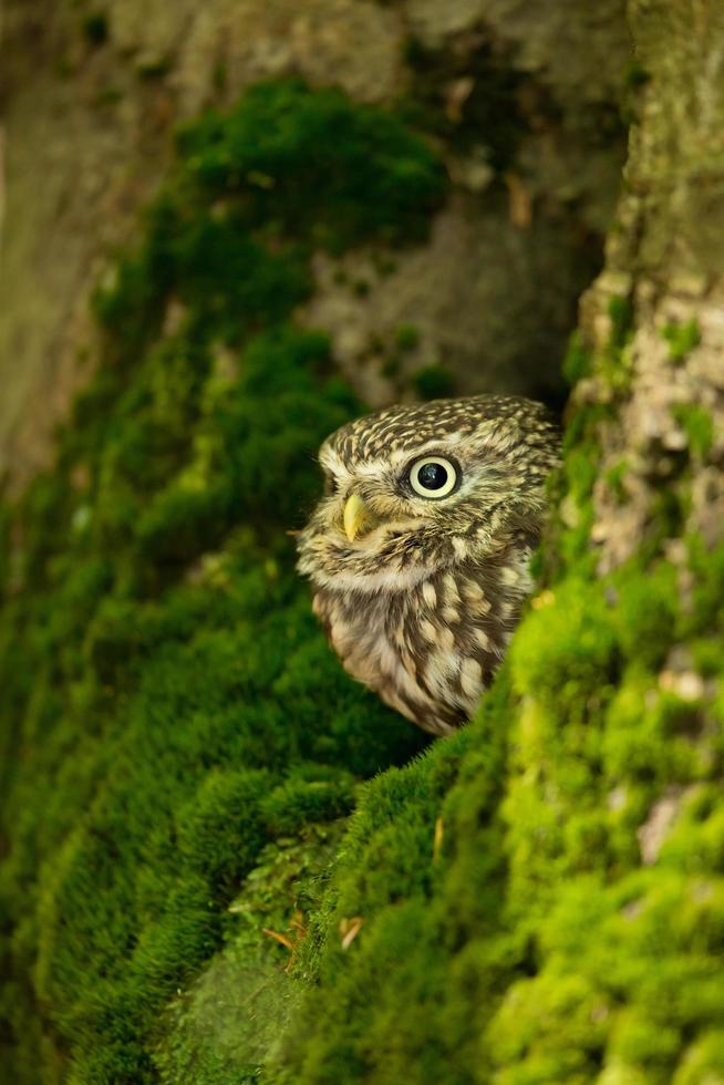 Little owl also known as the owl of Athena or owl of Minerva photo