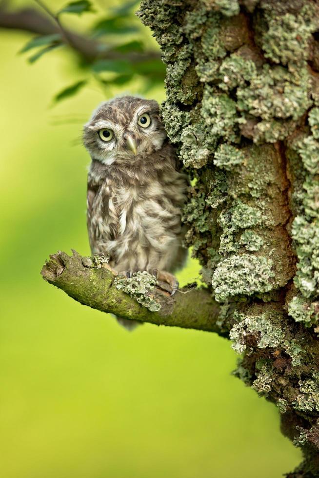 Little owl also known as the owl of Athena or owl of Minerva photo