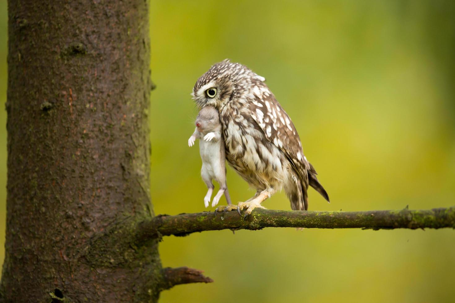 Little owl also known as the owl of Athena or owl of Minerva photo