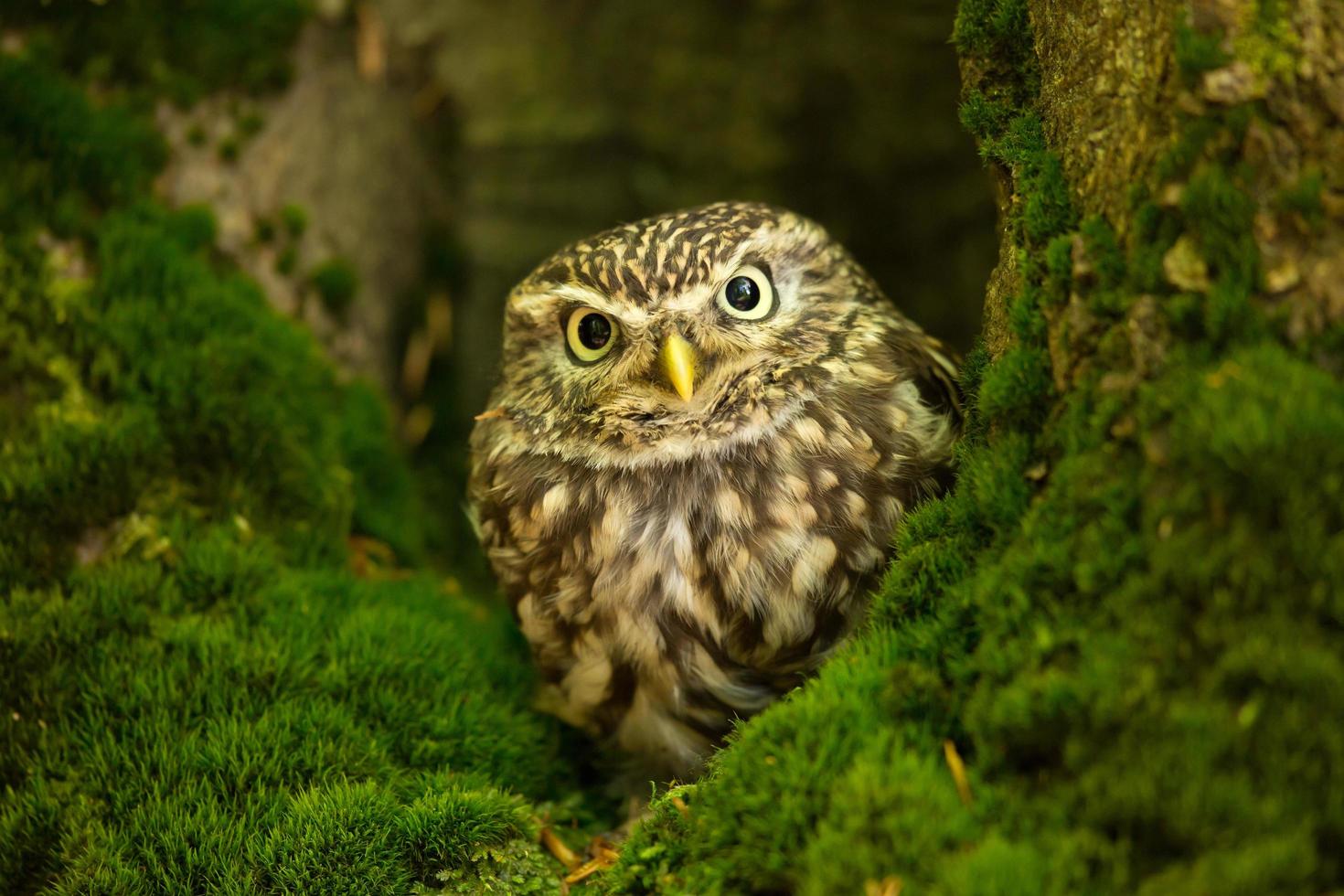 Little owl also known as the owl of Athena or owl of Minerva photo