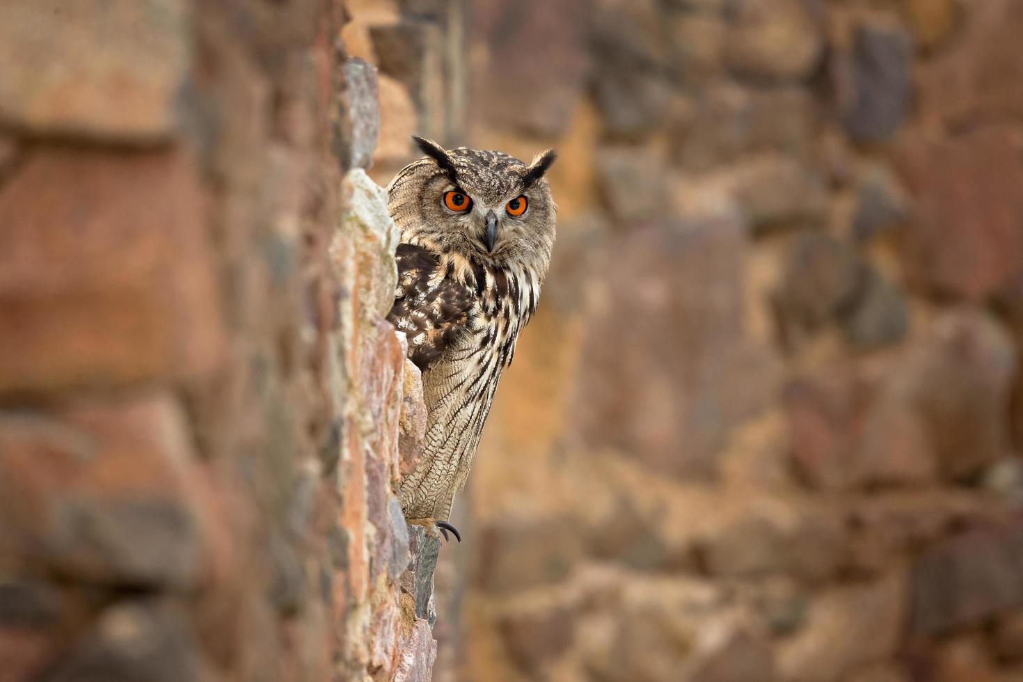 Eurasian eagle owl, Bubo Bubo photo