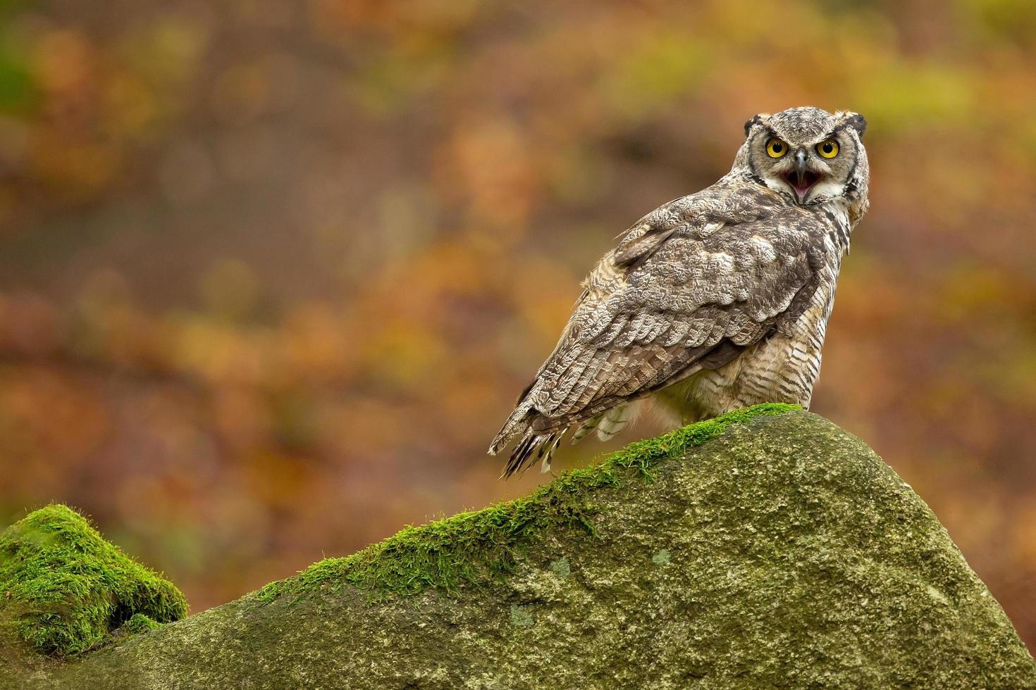 Great horned owl also known as the tiger owl photo