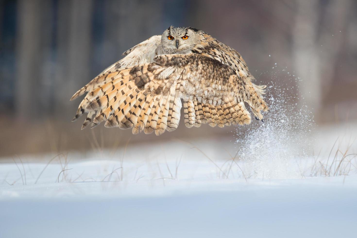 Siberian eagle owl photo