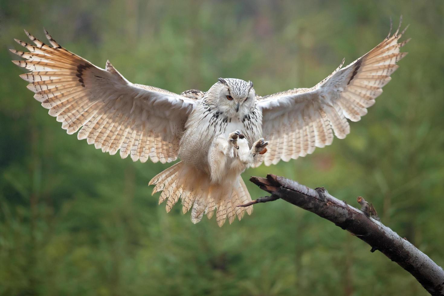 Siberian eagle owl photo
