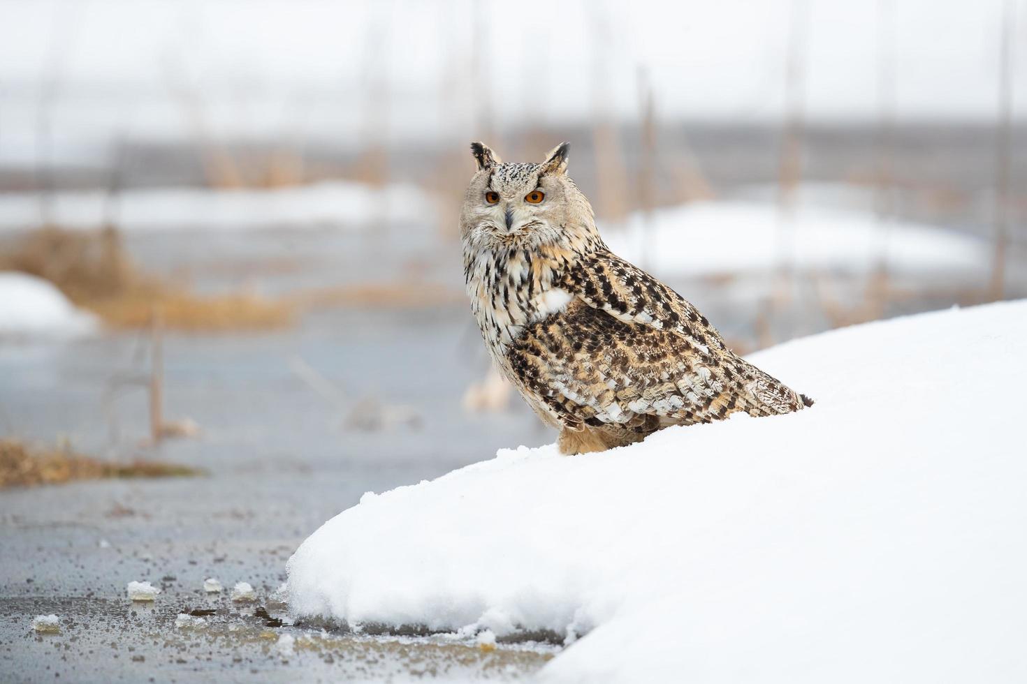 Siberian eagle owl photo