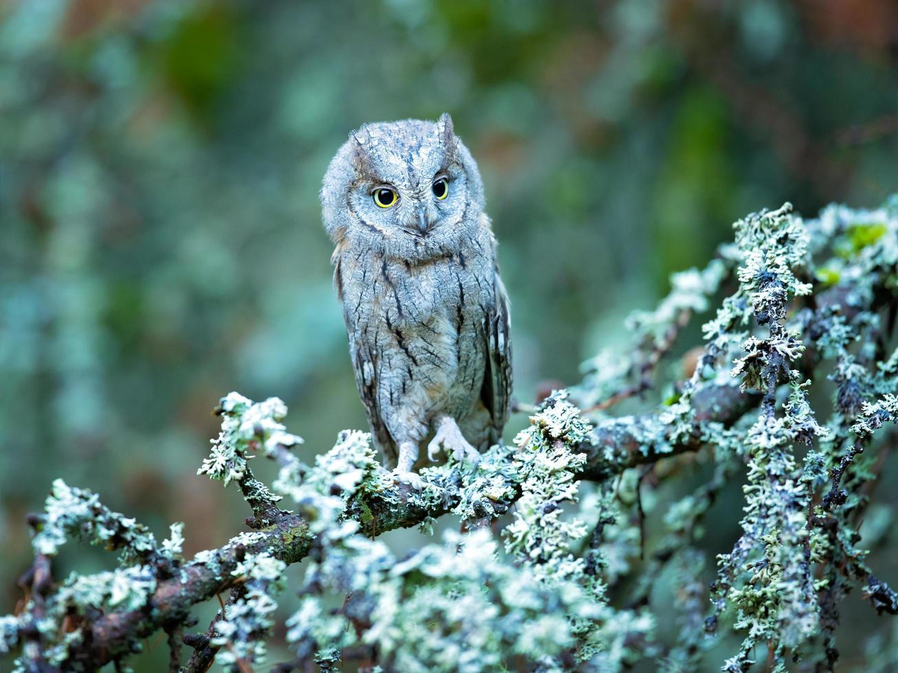 Eurasian scops owl photo