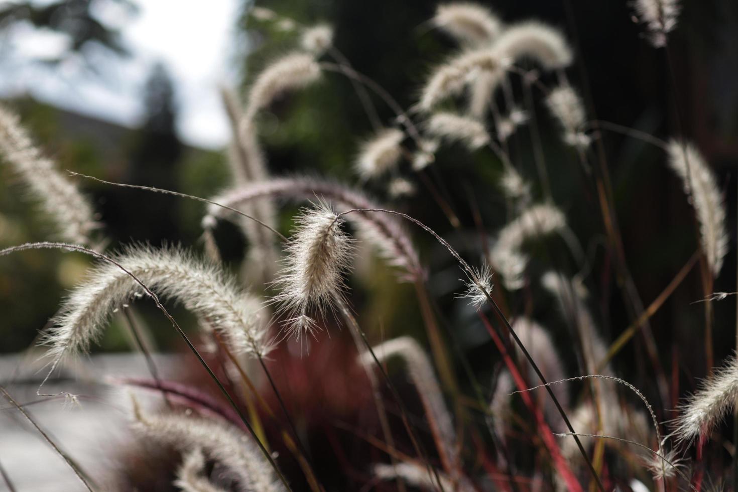Close-up of foxtail plants in daylight photo